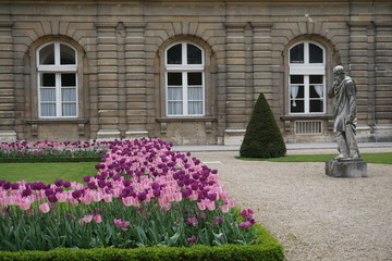 Canvas Print - pink and purple tulips in bloom in a Parisian garden