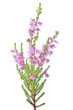 blossoming fine small pink heather isolated branch