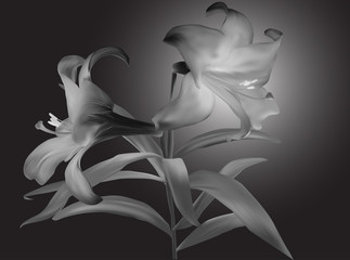 grey lily flower with two blooms on dark grey