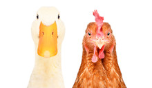 Portrait Of A Duck And Chicken, Closeup, Isolated On A White Background