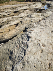 Tree fossils that look like rocks. A miracle land where fossils from 1.7 to 2 million years ago are exposed on a large scale.