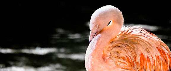 Poster - Close up de flamingo