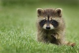 Fototapeta Zwierzęta - red fox in the grass