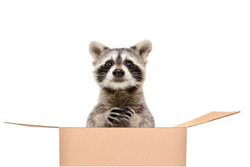 Wall Mural - Funny raccoon sitting in a box isolated on white background