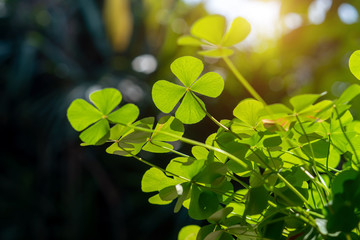 clover leaf in lens flare for background and St. Patrick's Day background