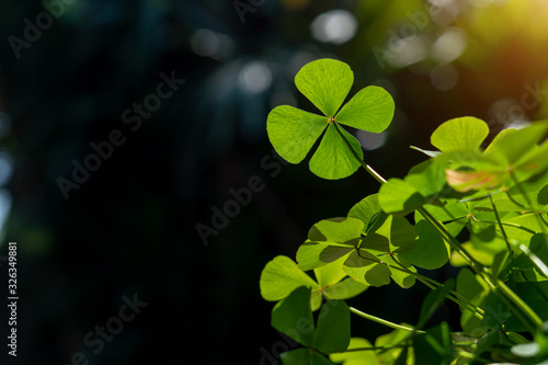 Fotomural clover leaf in lens flare for background and St