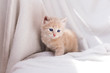 little peach kitten in a bed