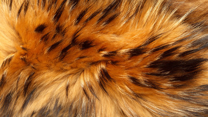 Fur Texture of Raccoon Close Up. Natural Fur Photography. Shallow focuse