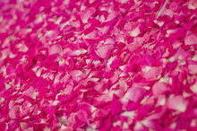 Pink Rose Petals Texture. Flower Background. Horizontal, Copy Space