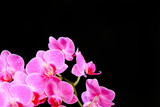 Fototapeta Storczyk - Pink orchid close up view on black background. - Image