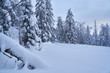 © nikolay_alekhin - Fairy-tale forest with snow-covered Christmas trees in the sunlight. Frosty day at the ski resort. Explore the beauty of the earth. Creative toning effect.