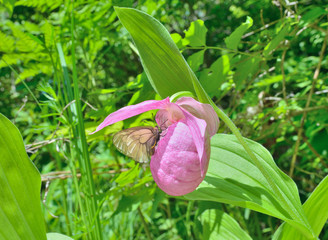 Poster - Wild orchid (Cypripedium macranthon) with butterfly 6