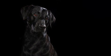 Black Labrador on a wooden plank before a black background