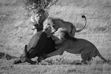 Canvas Print - Mono three male lions take down buffalo