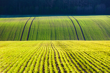 Wall Mural - Green wheat rows and waves of the agricultural fields of South Moravia, Czech Republic. Can be used like nature background or texture