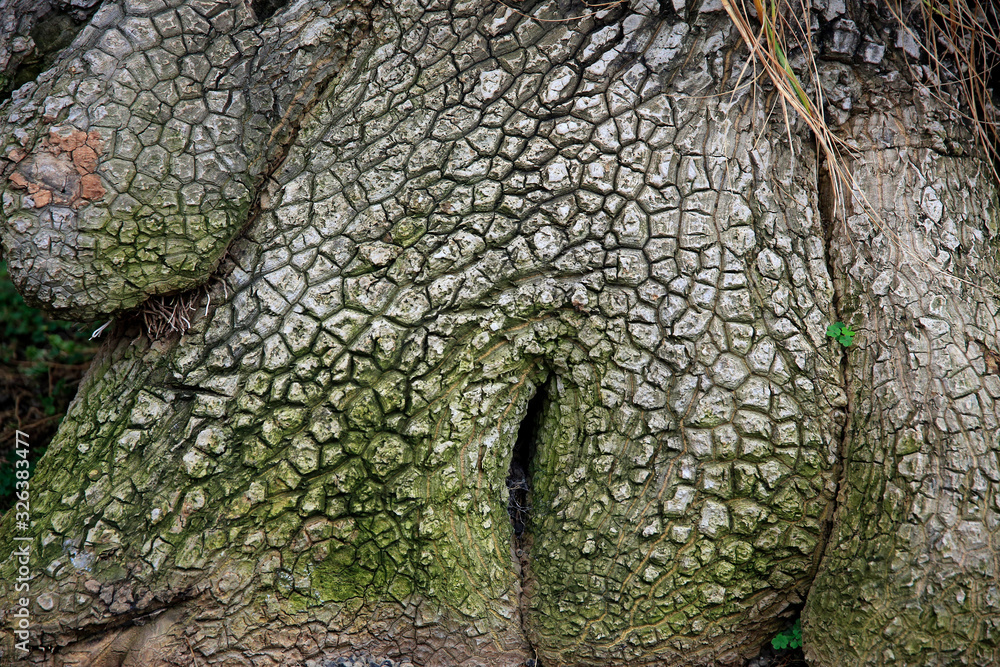 Elefantenfu Pflanze oder Flaschenbaum (Beaucarnea recurvata), alter Stamm,  Zierpflanze Stock Photo | Adobe Stock