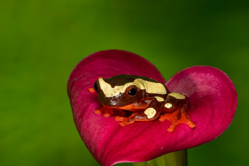 Clown Tree Frog on Cali Lilly