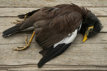 Common Starling. Dead Wild Bird. Corpse Of A Wild Bird. Yellow Beak And Yellow Paws. Texture Of Brown And Black Feathers. Wooden Boards. Avian Influenza Grippus Avium. Bird Flu