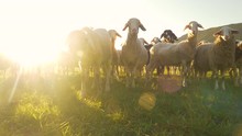LOW ANGLE, LENS FLARE, CLOSE UP, PORTRAIT: Adorable Little Lambs Grazing At Sunrise Curiously Look Into The Camera. Flock Of Sheep Wander Around The Enclosed Grassfield At Beautiful Golden Sunset