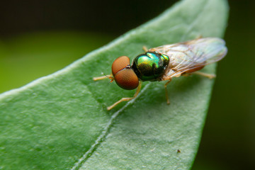 Long-legged fly (Diptera: Dolichopodidae) on green leaf with blurred of green background in the morning at Bangkok , Thailand.