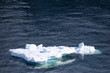 Iceberg swims