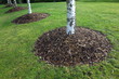 Silver Birch trees in a park with mounds of wood chip mulch around the base. 