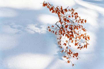 Sticker - Rusty dry leaves on a beech tree in winter with snow.