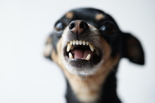 Close-up Angry Little Black Dog Of Toy Terrier Breed On A White Background.Selective Focus.