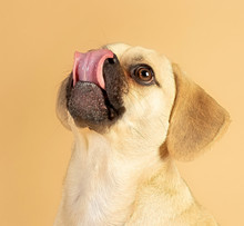 Portrait Of Cute Little Puggle Being Excited To Eat Treats While Sticking His Tongue Out