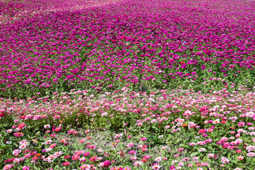 pink and purple cosmos flowers farm