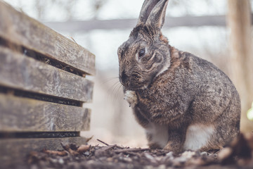 Gray and white bunny rabbit in garden paws together soft vintage setting