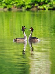 Wall Mural - Pair of Grebes