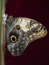 Giant Owl Butterfly On Dark Background