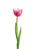 Fototapeta Tulipany - Beautiful tender spring tulip isolated on white