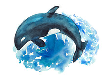 Watercolor Hand-drawn Killer Whale Illustration - Jumping Up From The Foamy Ocean Wave, Playful, Happy Mammal .Character, Logo, Children Wallpaper.Marine Clip Art. 