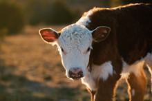 Baby Cow Shows Hereford Calf Portrait On Farm.