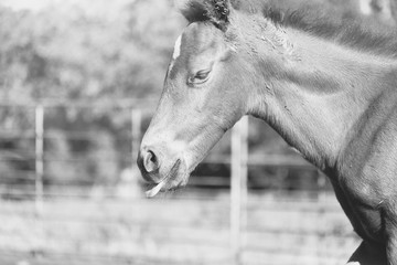  portrait of a horse, funny foal face in black and white