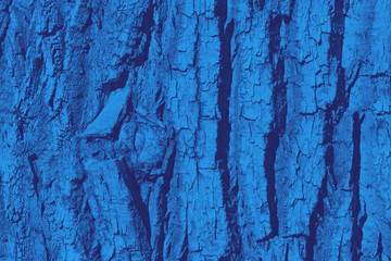 Wall Mural - Old wood tree bark texture with a blue color effect