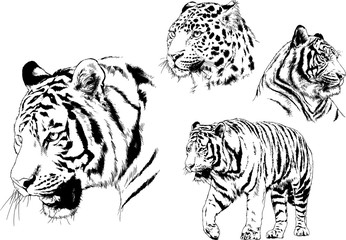 set of vector drawings on the theme of predators tigers are drawn by hand with ink tattoo logos