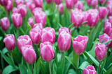 Fototapeta Tulipany - Field of pink tulips