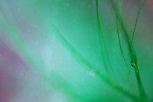 Green Macro Texture Of A Bird's Feather. Blurr. Background.