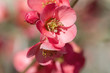 Maule's quince flowers