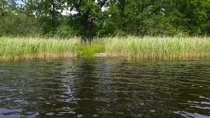 A gull on big rock surrounded with green lake grass. 