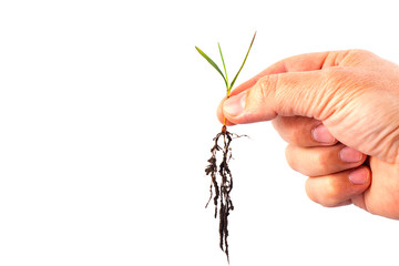 Wall Mural - Hand holds young wheat plant Isolated on a white background.