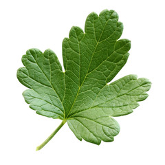 Wall Mural - gooseberry leaf isolated on white background with a clipping path.