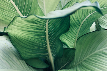 abstract tropical green leaves pattern, lush foliage houseplant dumb cane or dieffenbachia the tropi