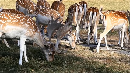 fallow deer in a wildlife park