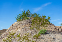 Creosote Bush Plant On A Hill In The Mojave Desert
