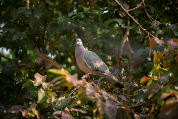 Wall Mural - Wild Dove bird sat in a tree in the winter morning.