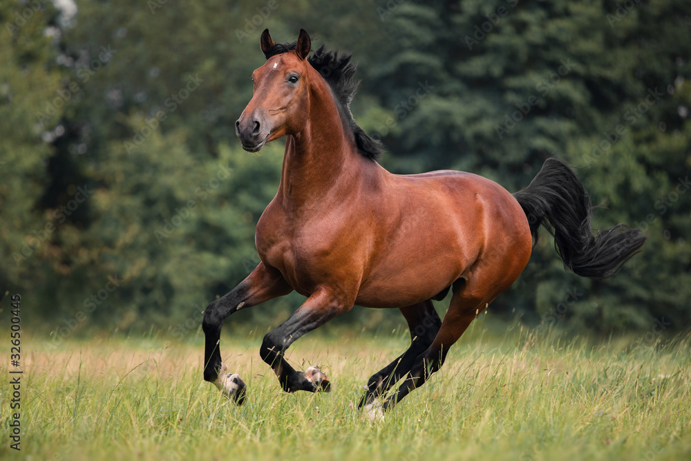 Obraz na płótnie The bay horse gallops on the grass w salonie